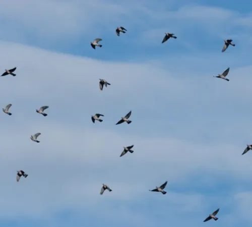 Observer les oiseaux migrateurs sur la Corniche basque