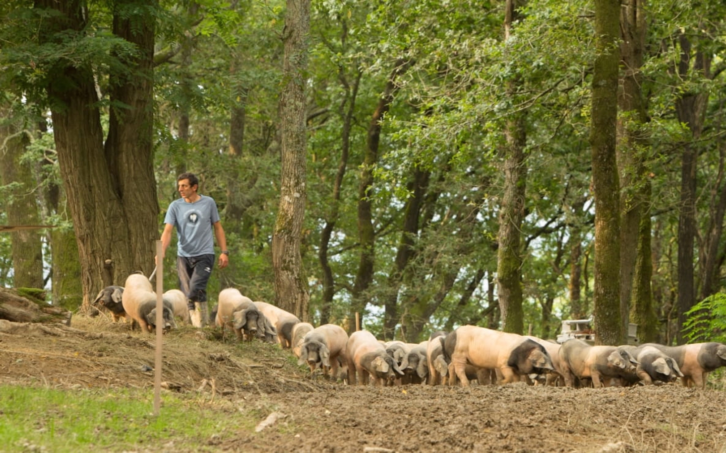 Visite d'une ferme familiale de porcs Kintoa e ...