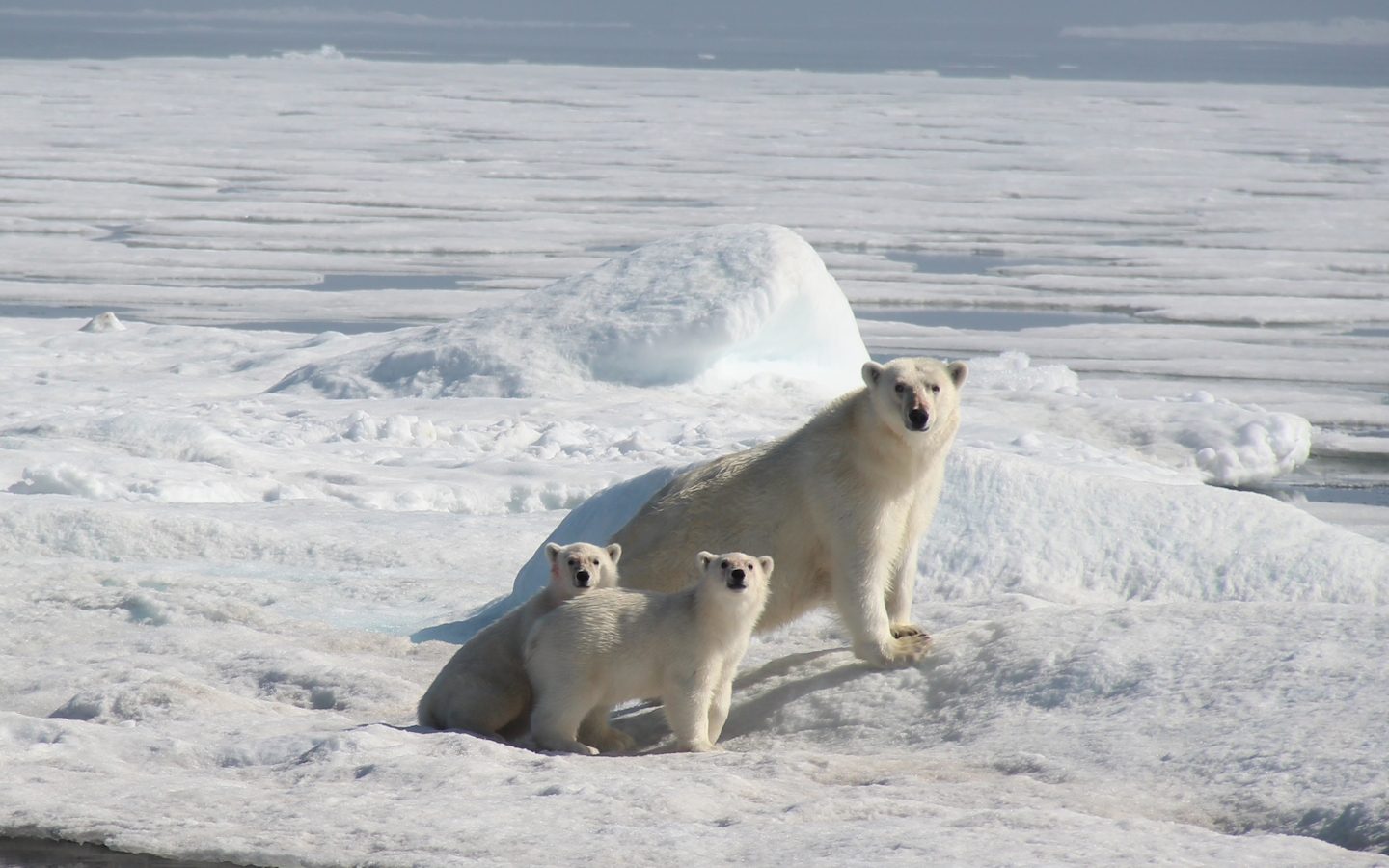 Documentaire : Groenland "enfants des glaces"