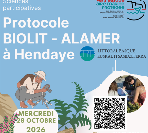 Observateurs du Littoral : découvrez la richesse de la biodiversité de l’estran rocheux.