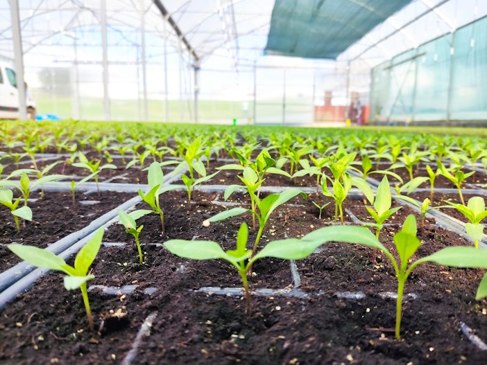 Atelier Semis : de la graine à la vie