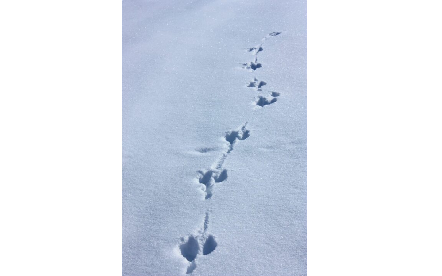 Sortie accompagnée Mendi Gaiak : balade "petit ...
