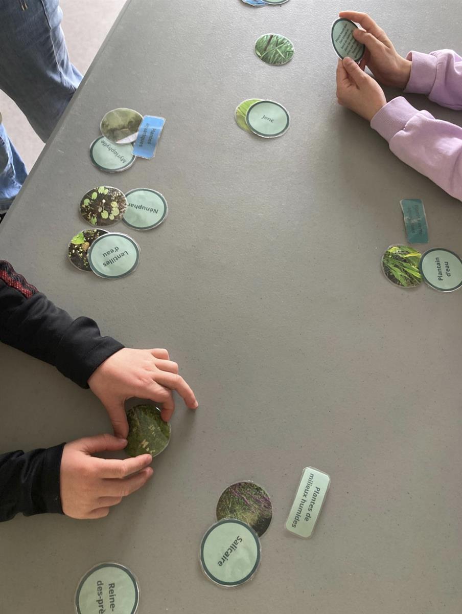 Quand la forêt rencontre l’océan