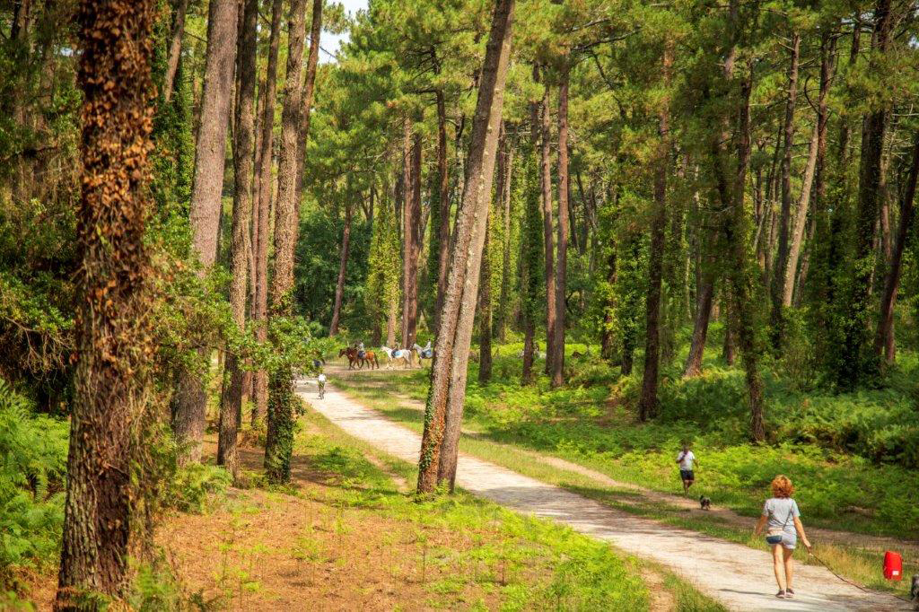 Visite guidée "Plongez au cœur de la forêt du  ...