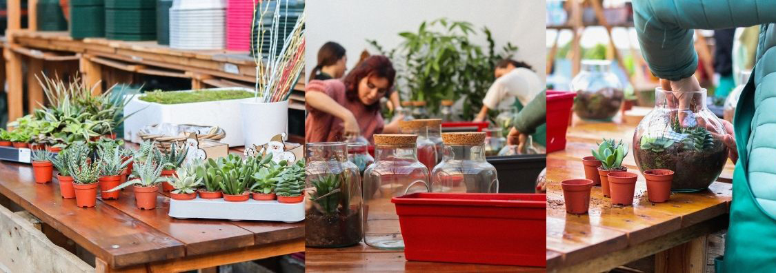 Atelier Terrarium - Mini-Forêt littorale en bocal