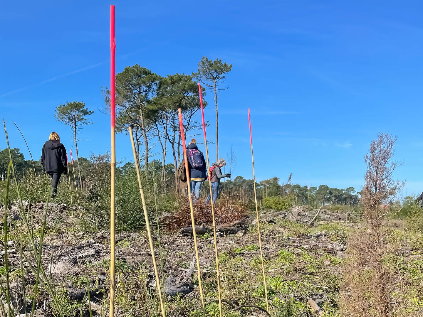 Agir pour l’entretien de la forêt du Pignada