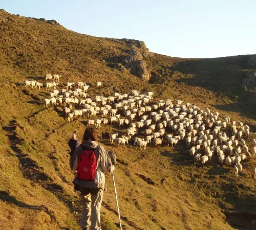 Balade avec un berger à Iraty