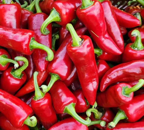 L’Atelier Découverte de la Ferme Kultur Piment