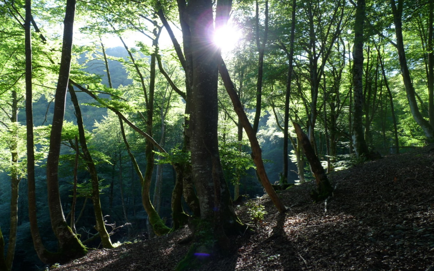 Randonnée accompagnée Mendi Gaiak : Rando gour ...