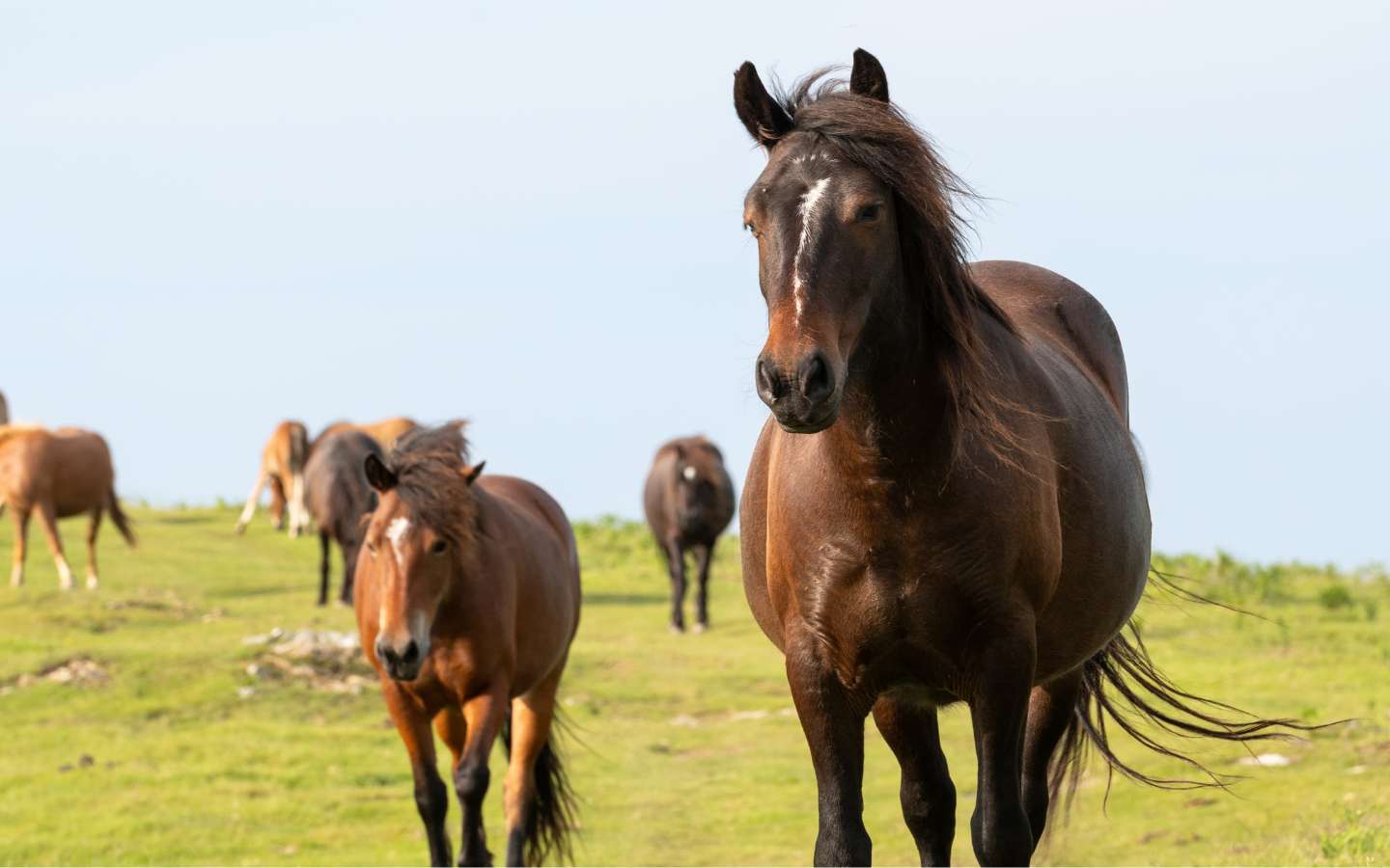 Randonnée "À la rencontre des pottoks"