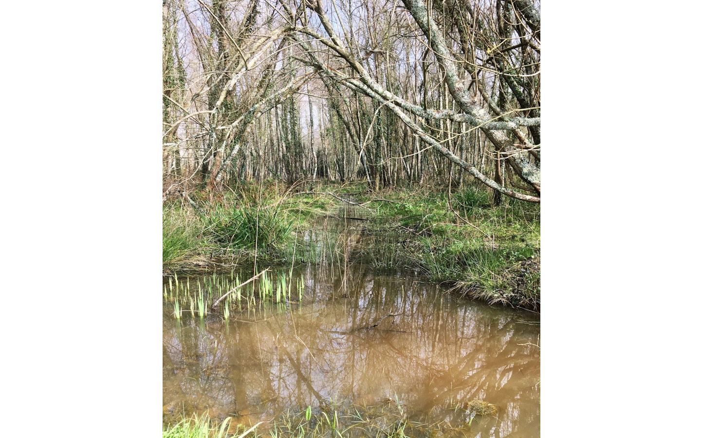 Sortie botanique : exploration d’une aulnaie