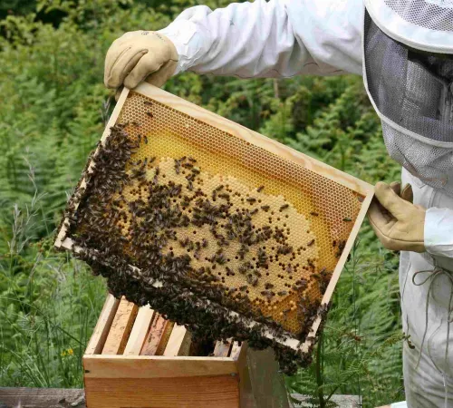 Visite à la Ferme : Abeilles et délices