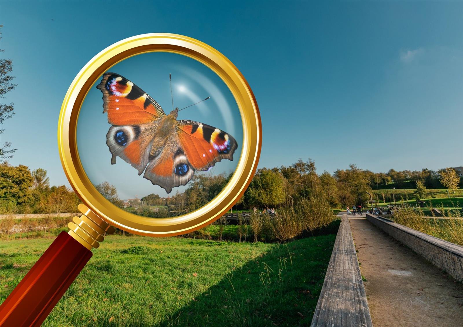 Inventaire participatif sur les papillons au M ...