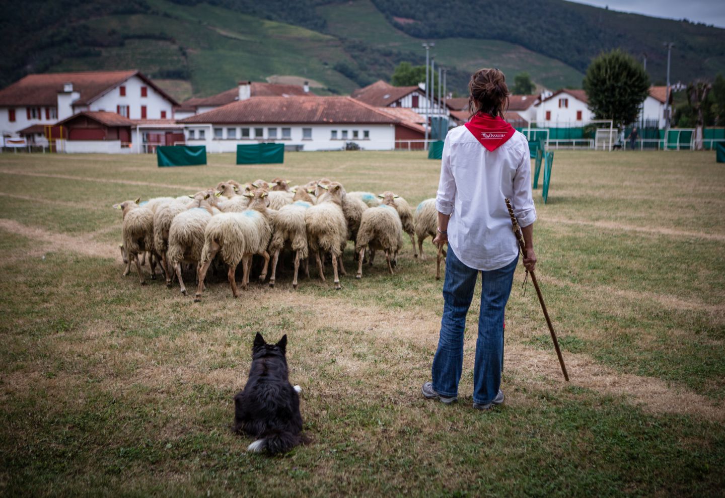 Concours de chiens de berger