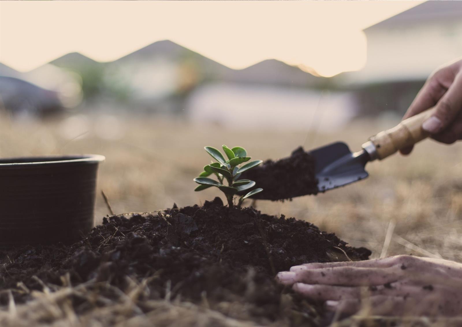 Chantier participatif : plantation des modelés ...
