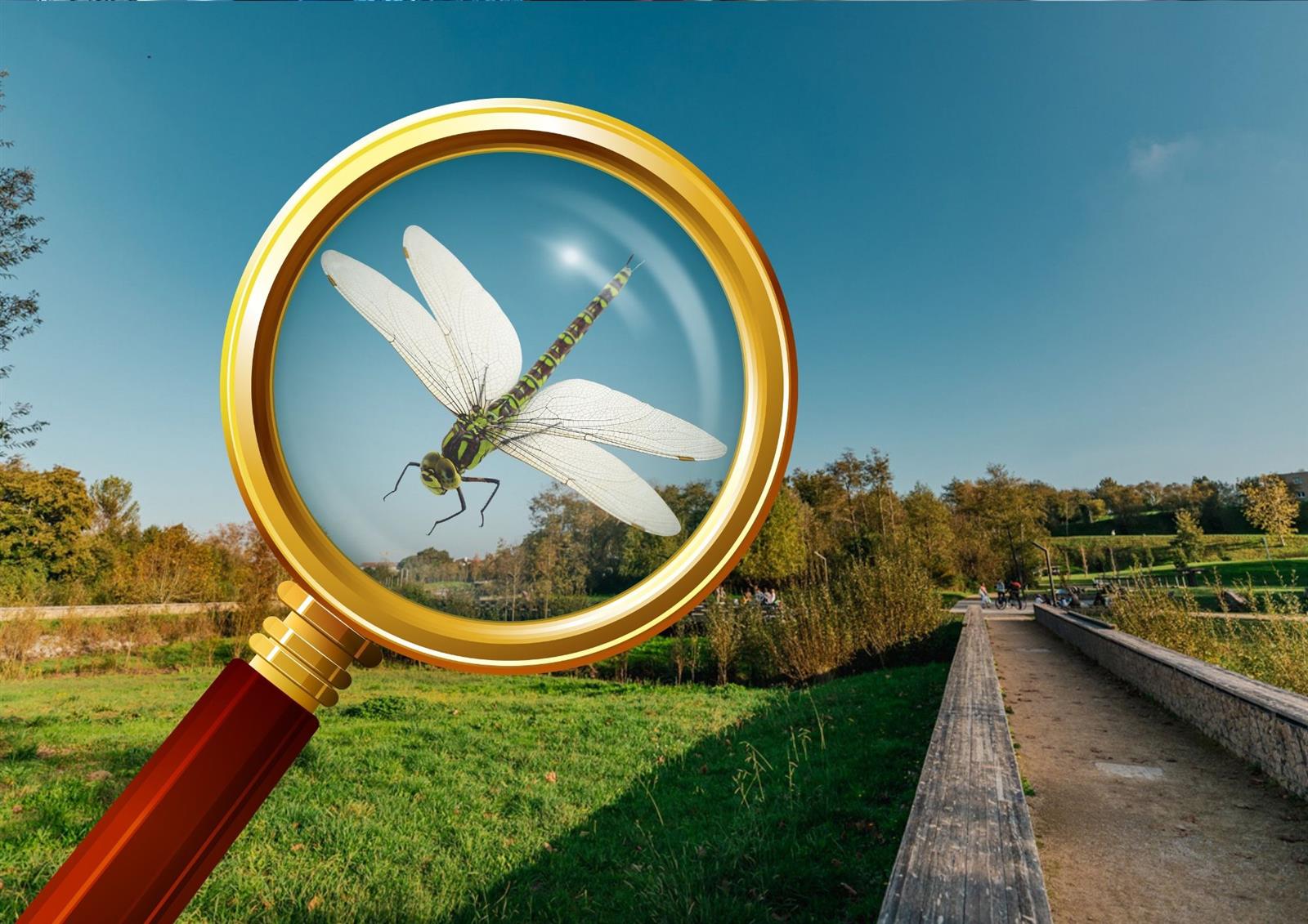 Inventaire participatif sur les libellules au  ...