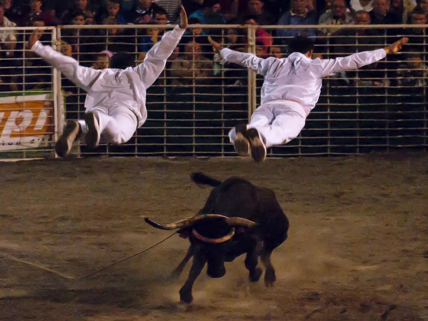 Arènes en fête : spectacle de vachettes