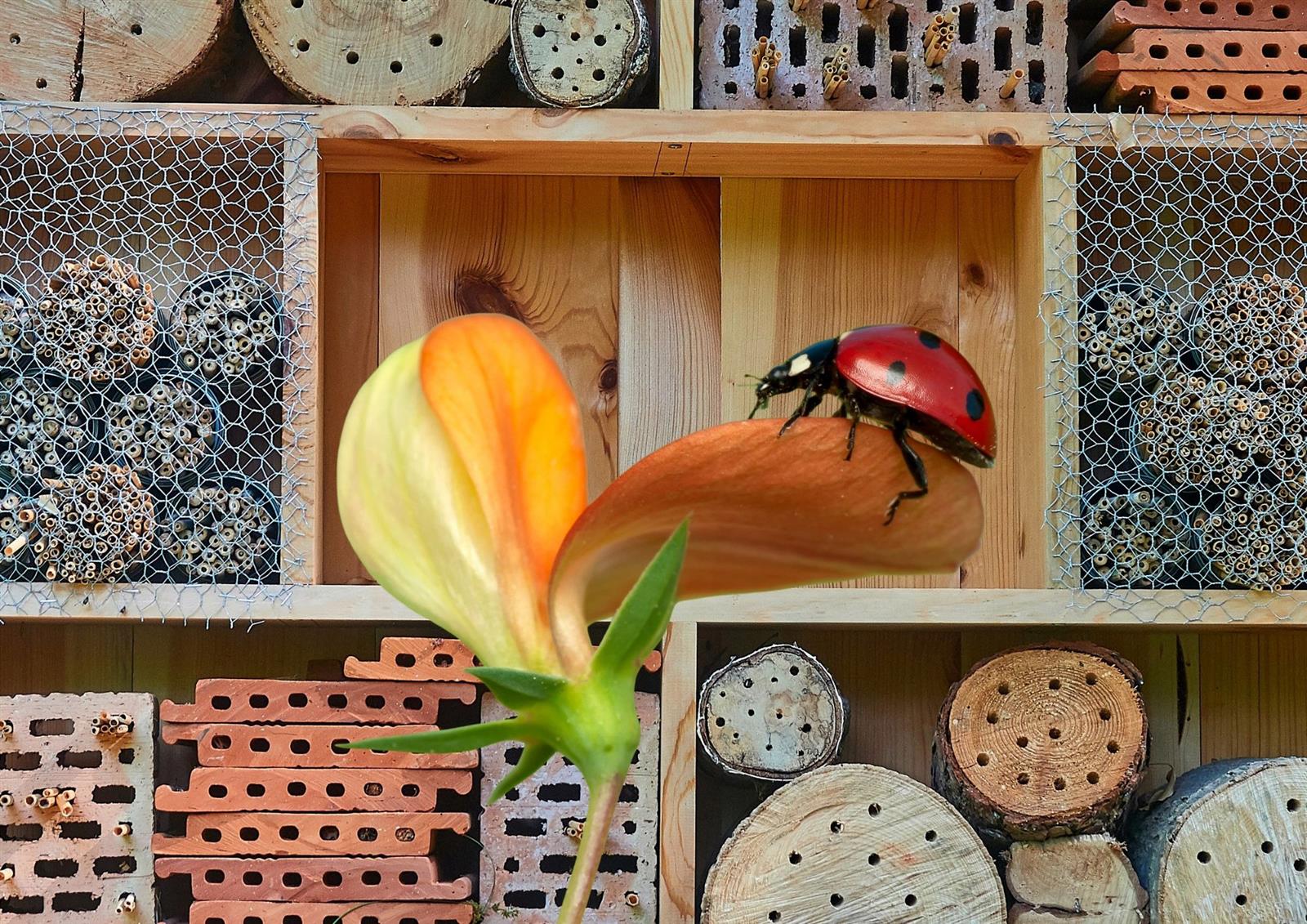 Conférence et atelier : Insectes auxiliaires & ...