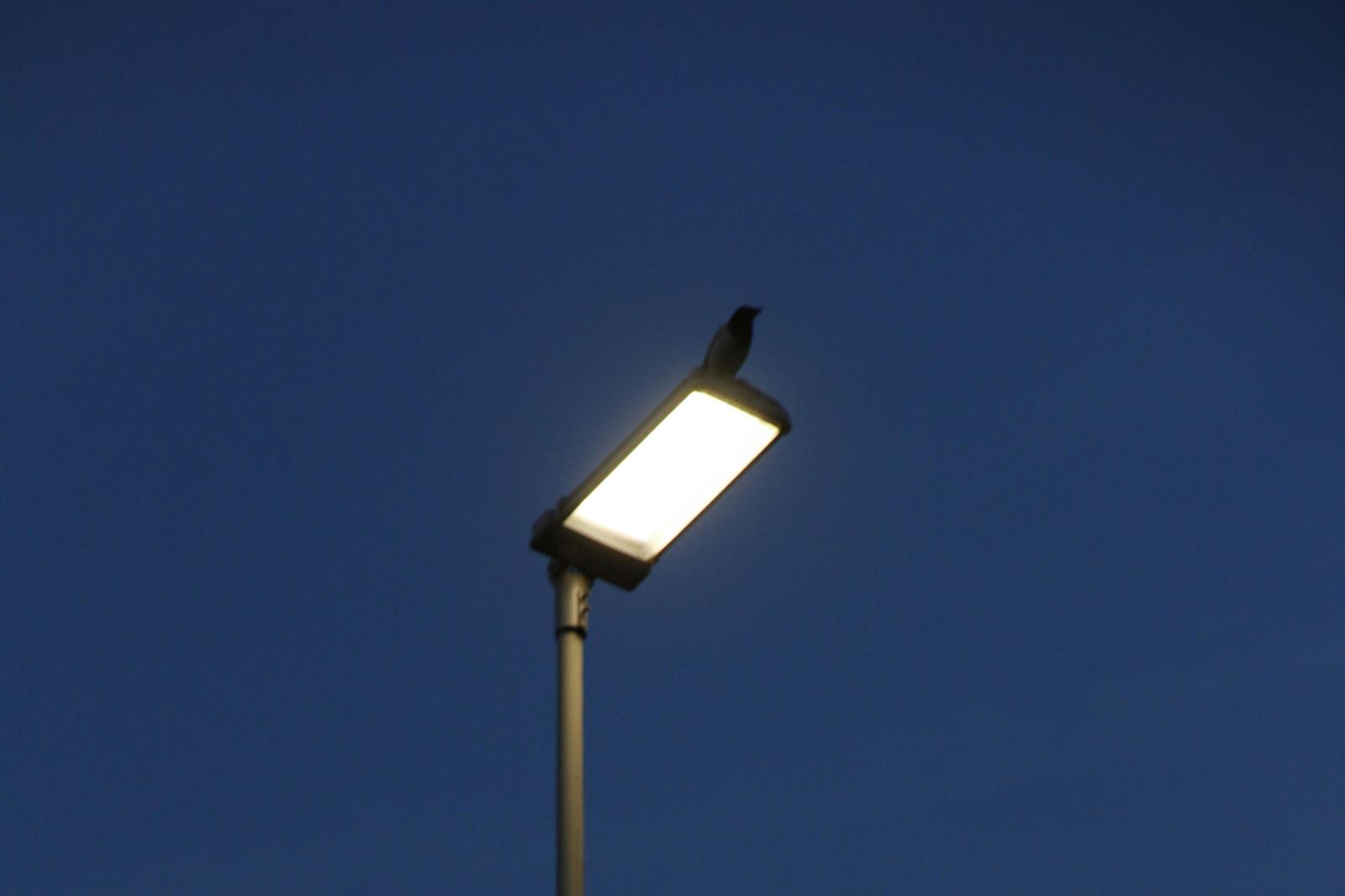 Eclairage public et biodiversité, quelles adap ...