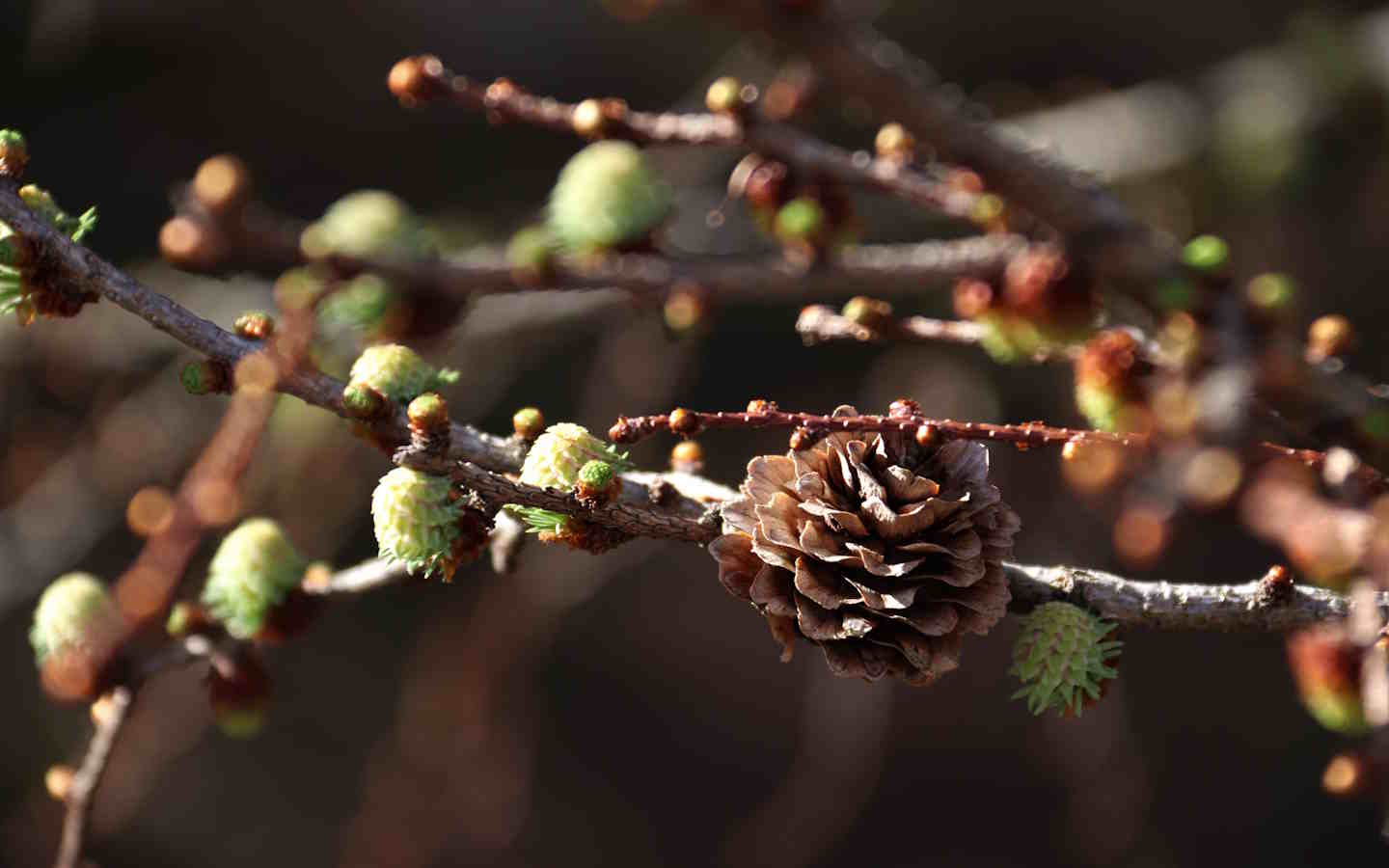Randonnée accompagnée : pister la nature