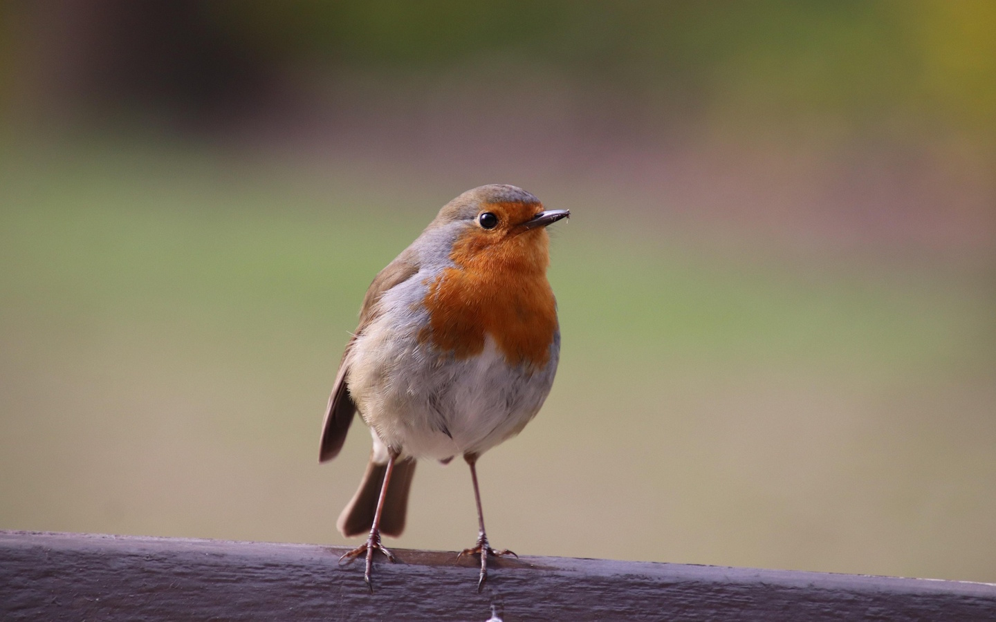 Randonnée accompagnée à l'écoute des oiseaux c ...
