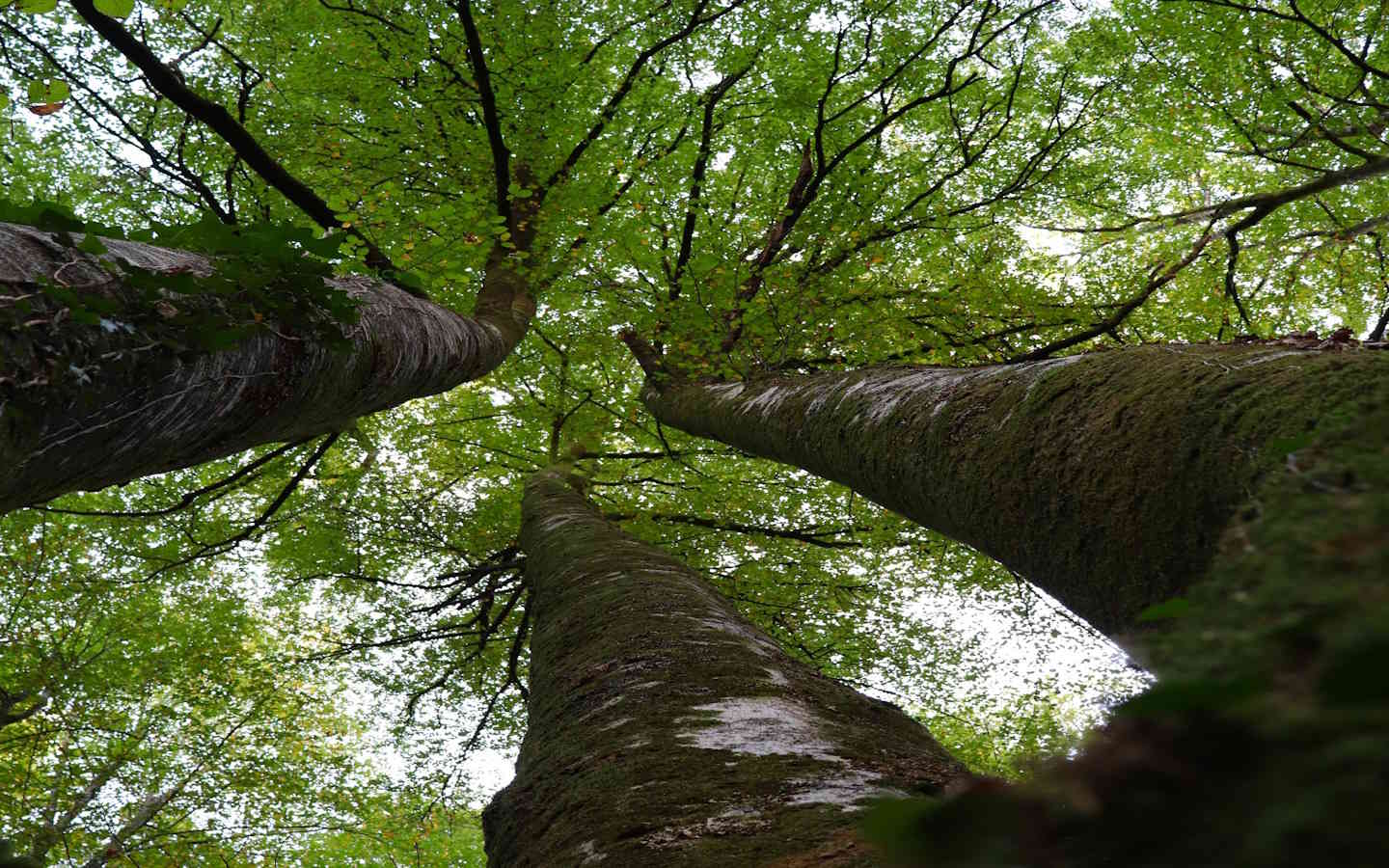 Randonnée accompagnée avec Ramondia : Promenon ...