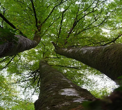 Randonnée accompagnée avec Ramondia : Promenons-nous dans les bois