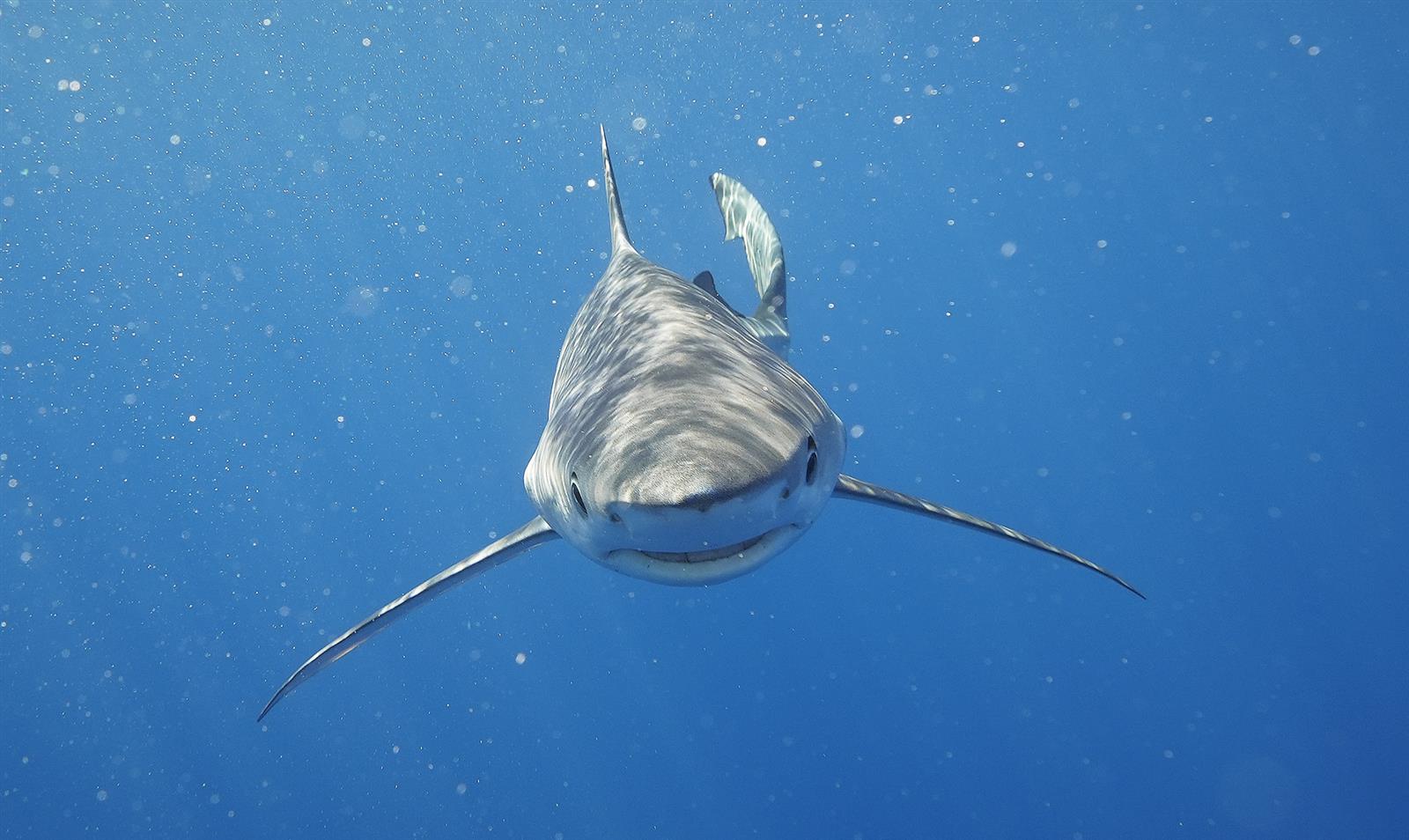 Exposition "Découverte du Gouf de Capbreton"