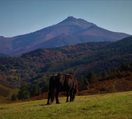 Randonnée accompagnée : Le pottok, cheval basque