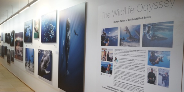 Exposition The Wildlife Odyssey, une immersion ...