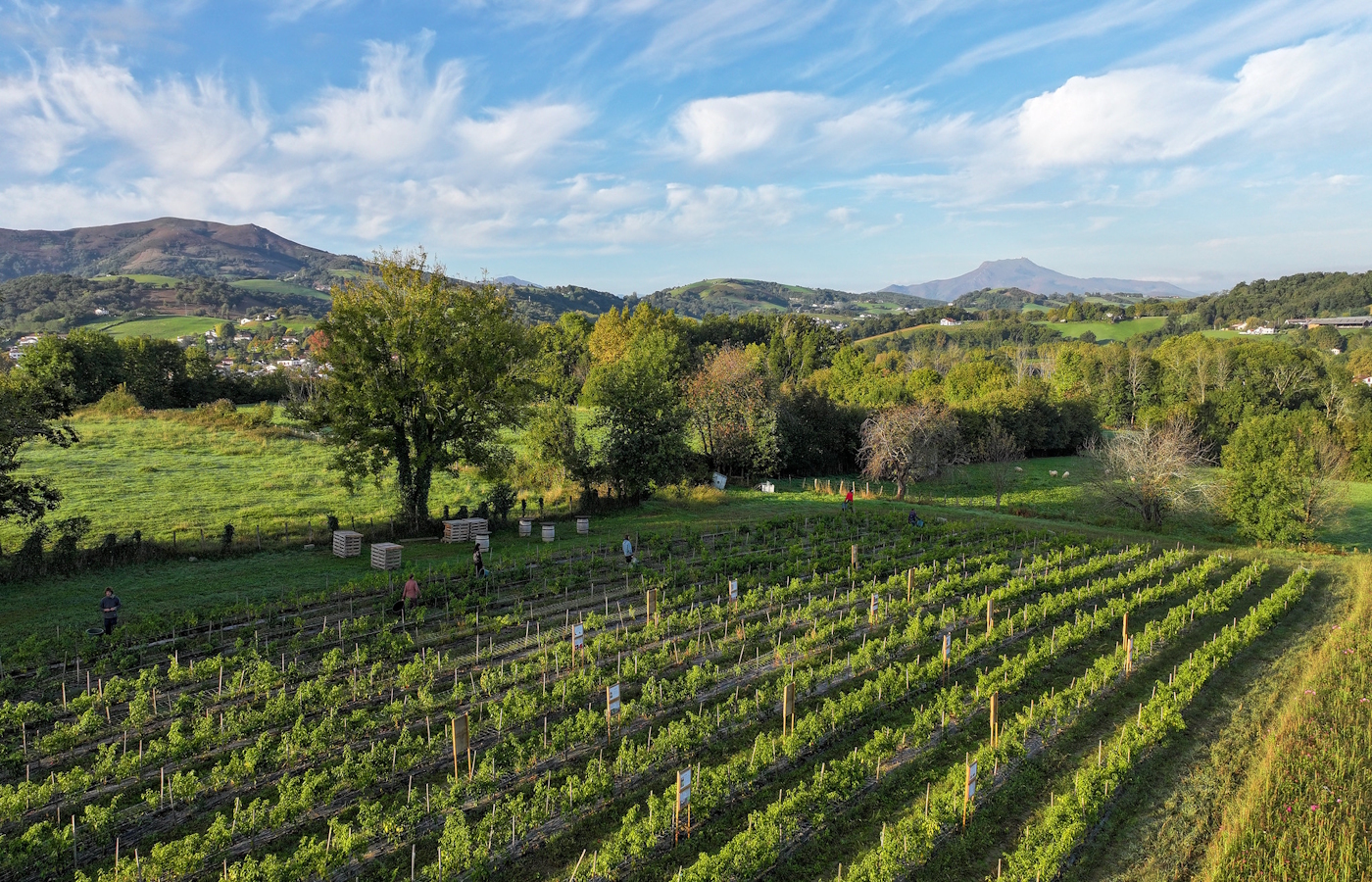 Randonnée accompagnée : à la découverte du pim ...