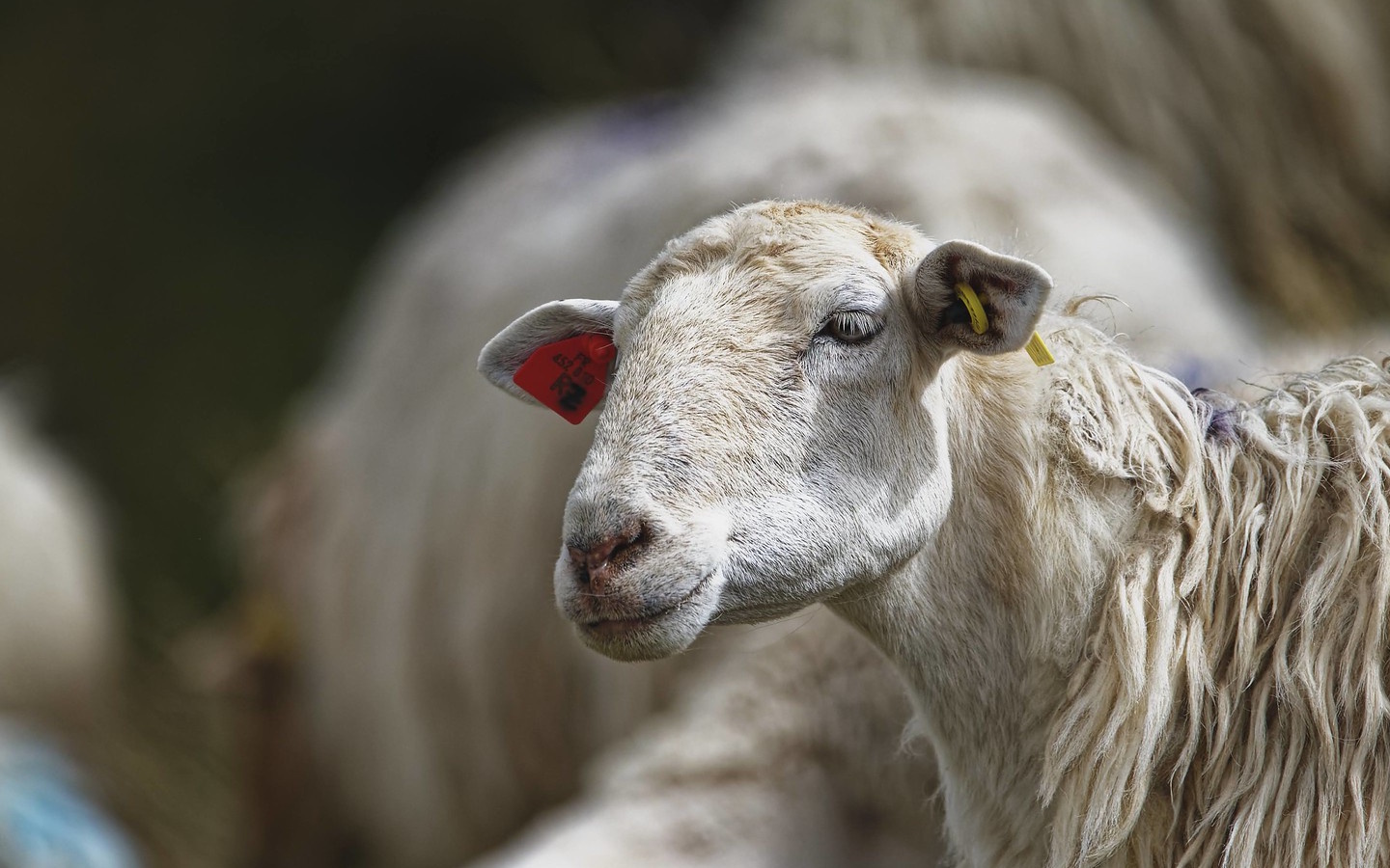 Randonnée accompagnée : A la découverte du fro ...