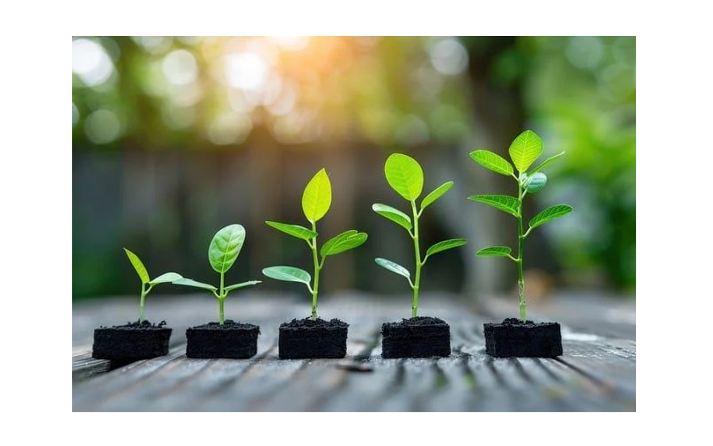 Sème, semez, semons ! : Inauguration granothèque