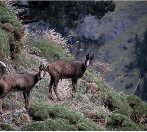 Randonnée : l'isard des Pyrénées