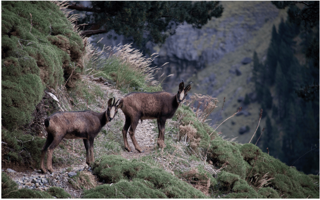 Randonnée : l'isard d ... - Crédit: Ramondia | CC BY-NC-ND 4.0