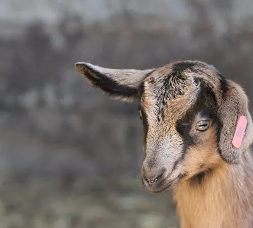 Visite de la ferme Salaberry