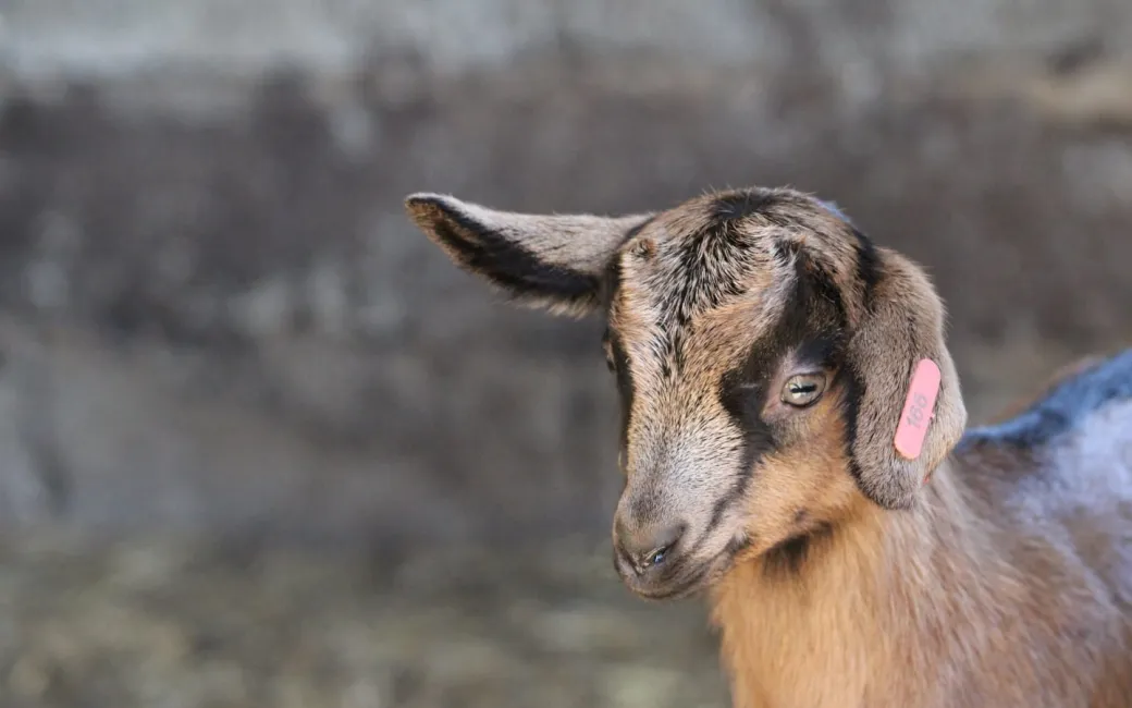 Visite de la ferme Sa ... - Crédit: EARL FERME SALABERRY | CC BY-NC-ND 4.0