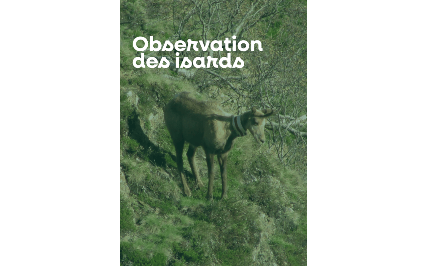 Observation des isards