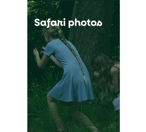 Safari photo