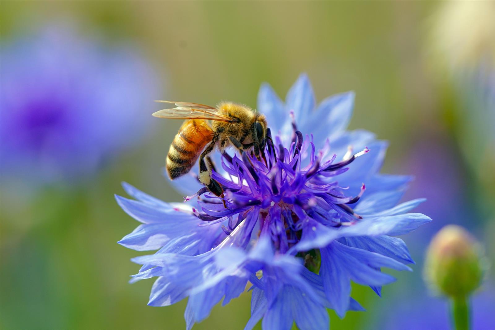 Le trésor des abeilles
