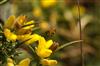 Le trésor des abeilles