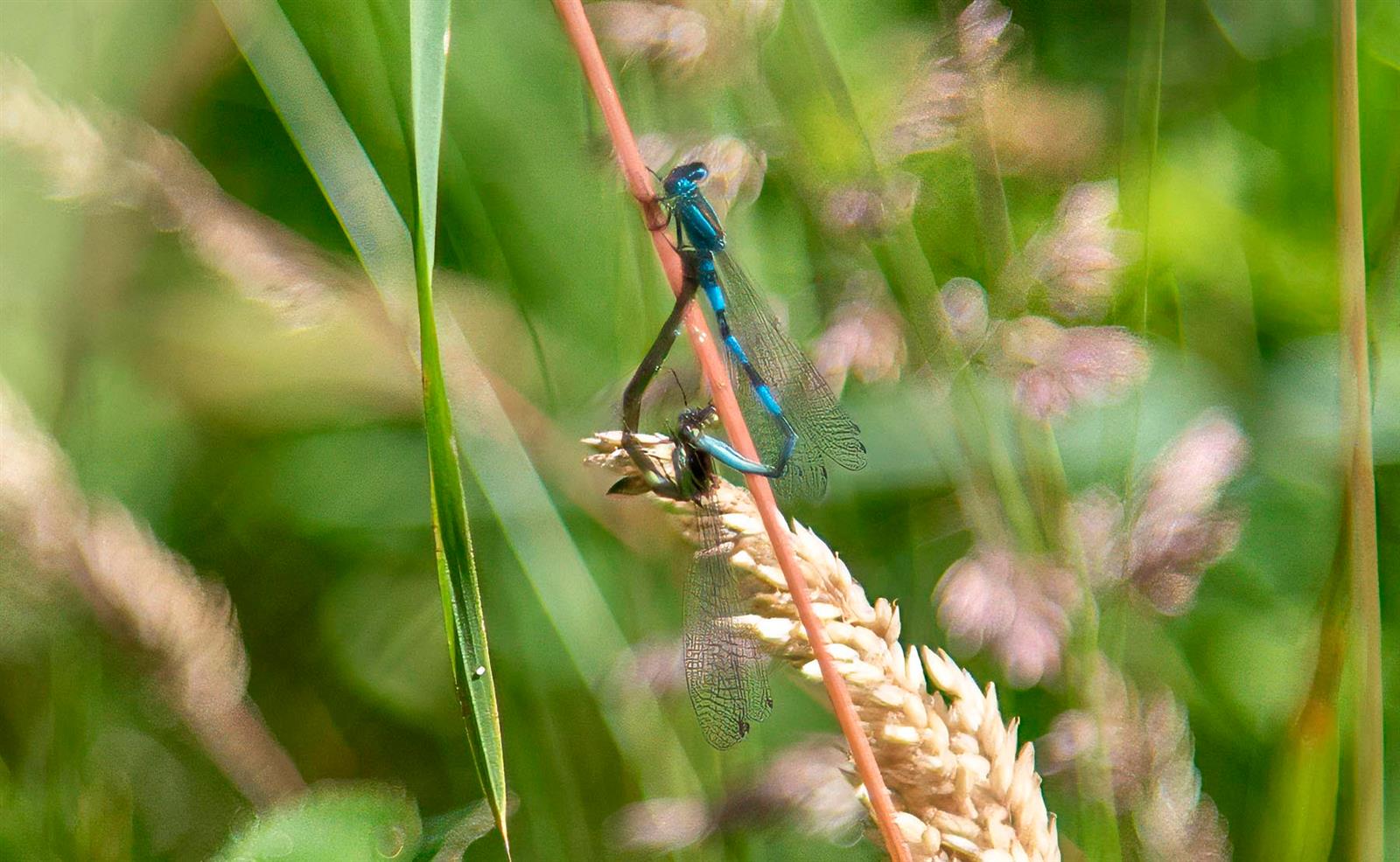 Aider la biodiversité, simplement !
