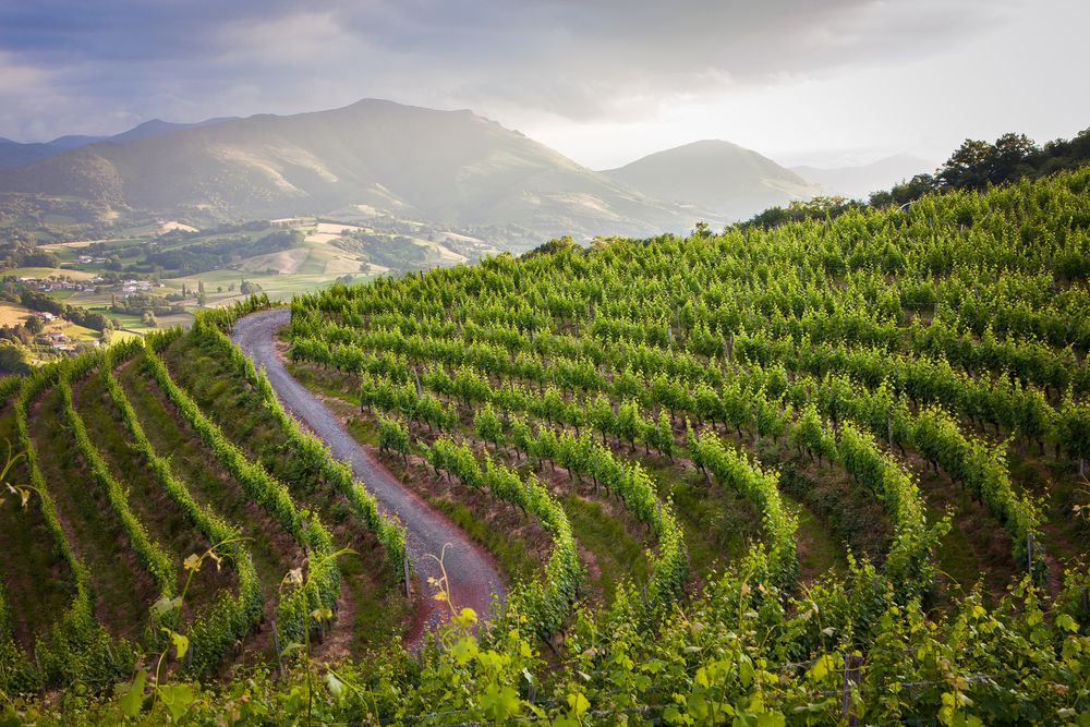 La guinguette des vignerons