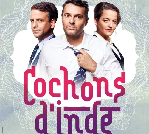 Cochons d'inde