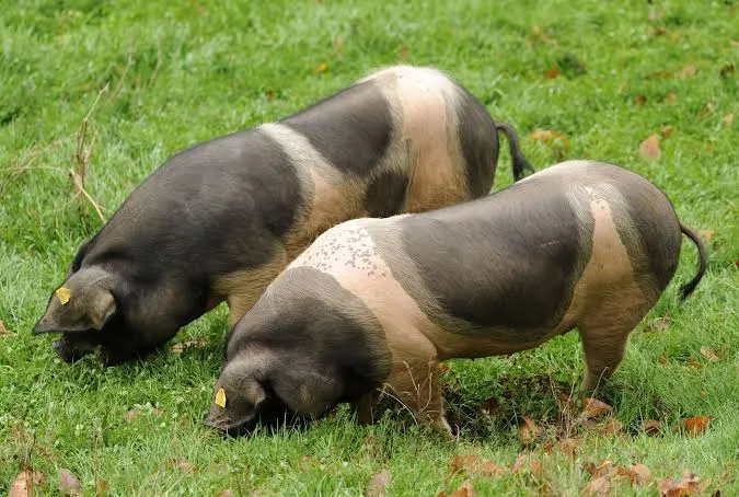 VISITE FERME ARRONDOA ...
