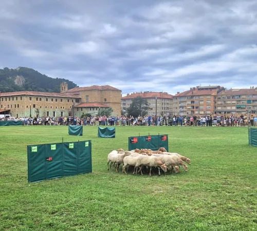 Concours de chiens de berger 2026