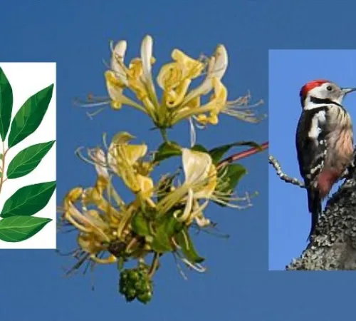 A la découverte des Plantes et des Oiseaux