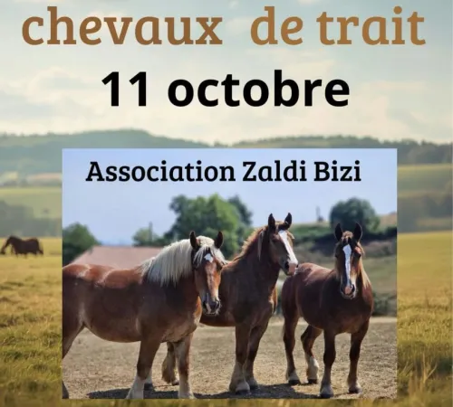 Concours de chevaux de trait à Hasparren