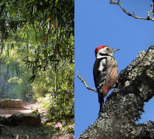 Immersion Forestière : atelier Shirin Yoku + atelier Ornitho