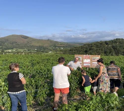Visite d'une ferme familiale de piment d'Espelette
